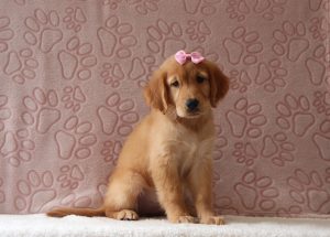 Angie-4157aa-puppy-golden-retriver-Puppy-Lodge