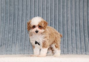 Benny 6142aaa puppy mini poodle Puppy-Lodge