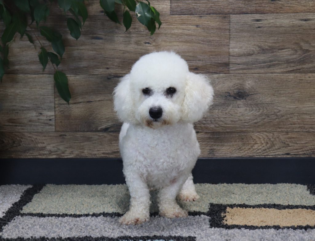 White fluffy poodle standing indoors against a wooden wall with green leaves in the corner.