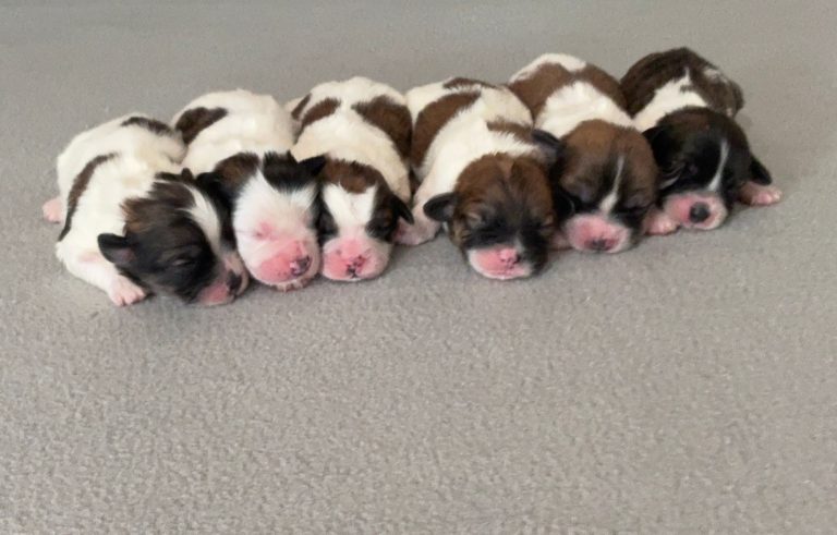 Brittany-litterteddy bear-the puppy lodge
