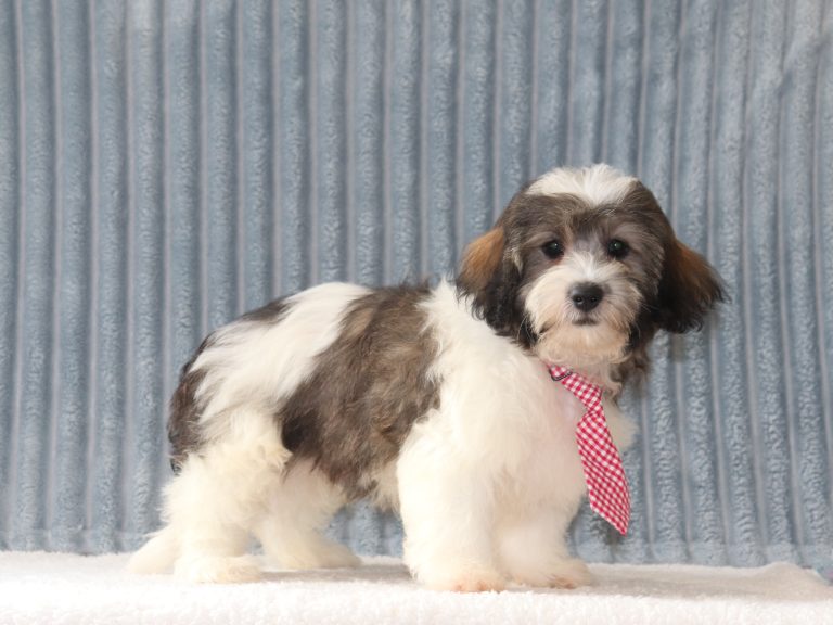 Calvin-0735a-puppy-teddy-bear-Puppy-Lodge