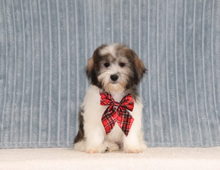 Calvin-0735a-puppy-teddy-bear-The-puppy-lodge-