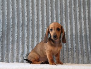 Devon 0130a puppy Mini Dachshund Puppy Lodge