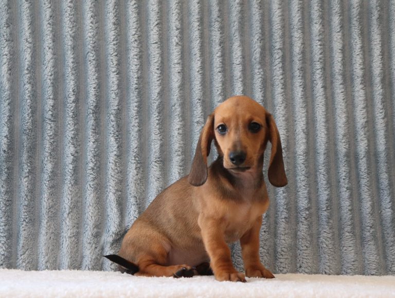 Devon 0130a puppy Mini Dachshund Puppy Lodge