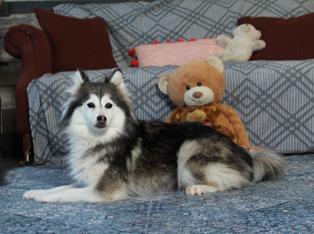 Husky lying on a blue patterned rug with a brown teddy bear behind on a couch.