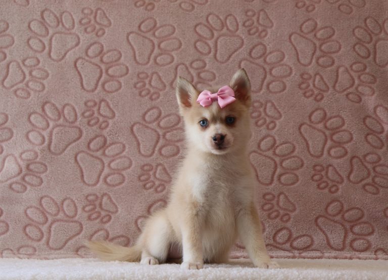 Gada-4150a-puppy-pomsky-Puppy-Lodge