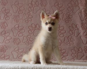 Gada-4150b-puppy-pomsky-Puppy-Lodge