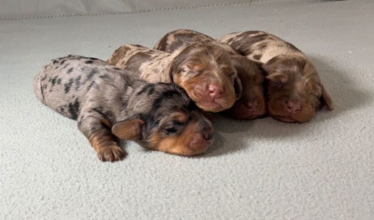 Four newborn puppies sleeping on a pale carpet.