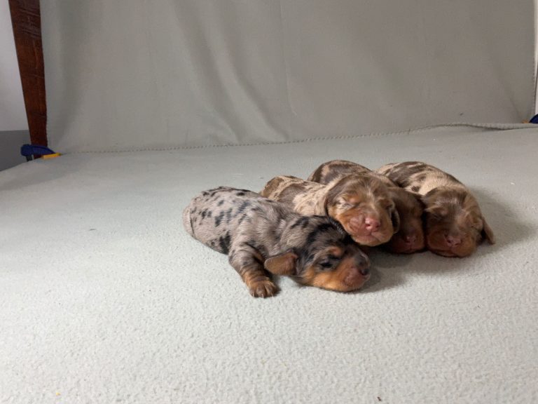 Gia-litter mini dachshund-the puppy lodge