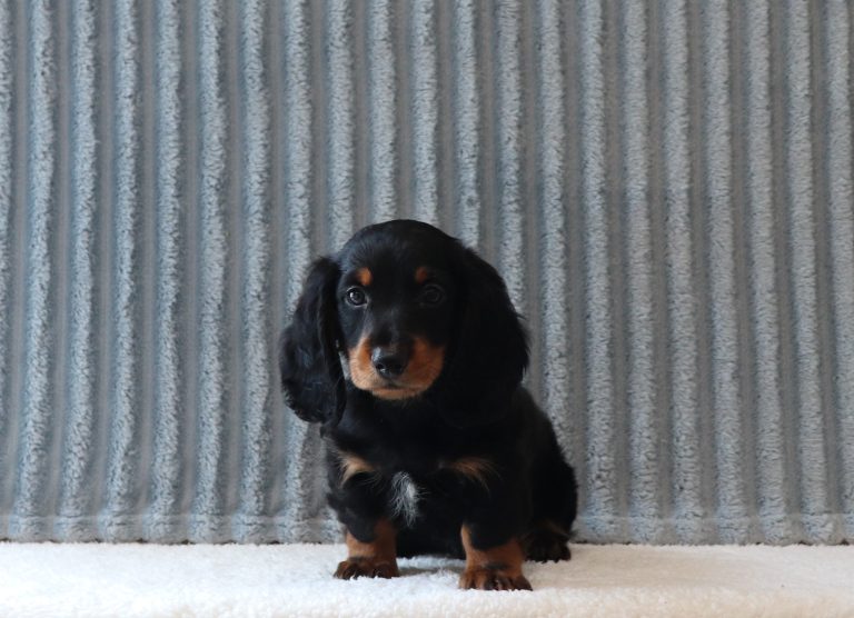 Gideon-0134a-puppy-mini-dachshund-Puppy-Lodge