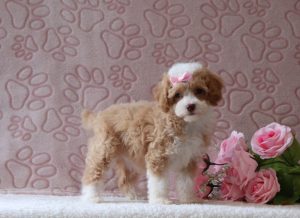 Ginger-6429aa-puppy-mini-poodle-Puppy-Lodge