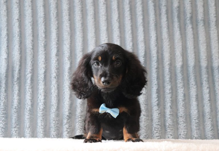 Jared-2921aa-puppy-mini-dachshund-Pawsome-Family-Pets-