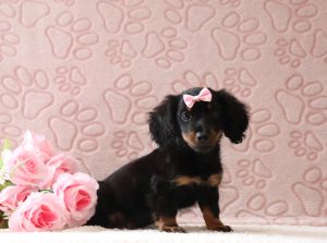 Jezebel-2924aa-puppy-mini-dachshund-Puppy-Lodge