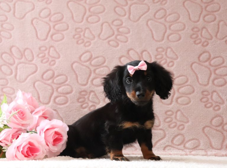 Jezebel-2924aa-puppy-mini-dachshund-Puppy-Lodge