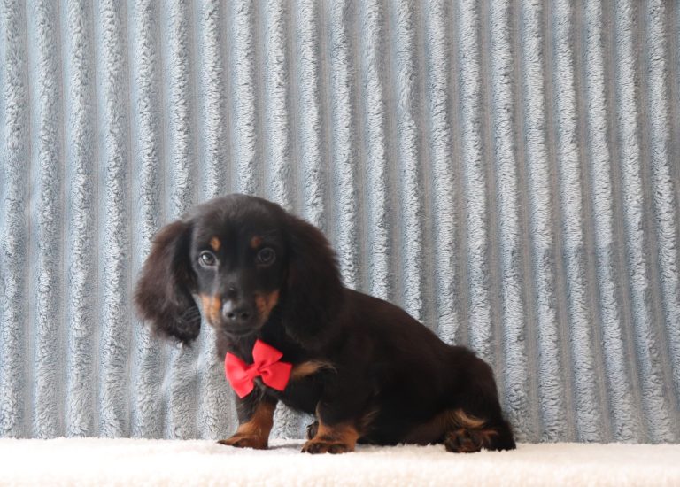 John-2922aaa-puppy-mini-dachshund-Puppy-Lodge