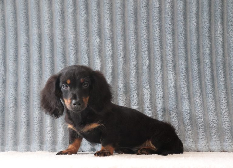 John-2922b-puppy-mini-dachshund-Puppy-Lodge