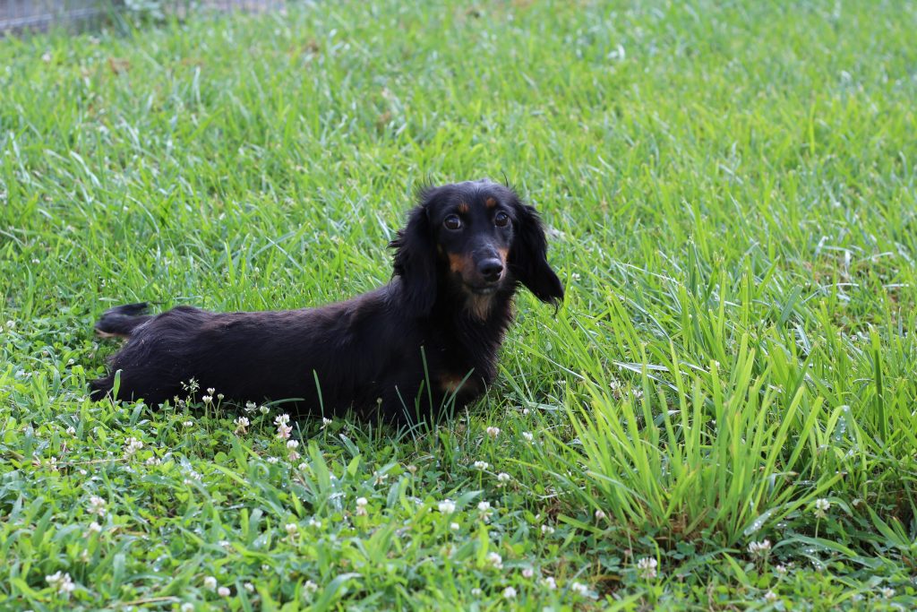 Black and tan dachshund lying in a green grassy field with small white clover flowers scattered around