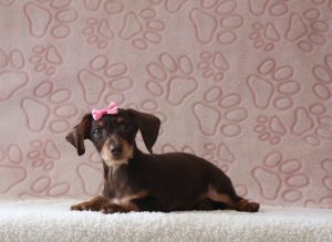 Patty-0676aa-puppy-mini-doxidoodle-Puppy-Lodge