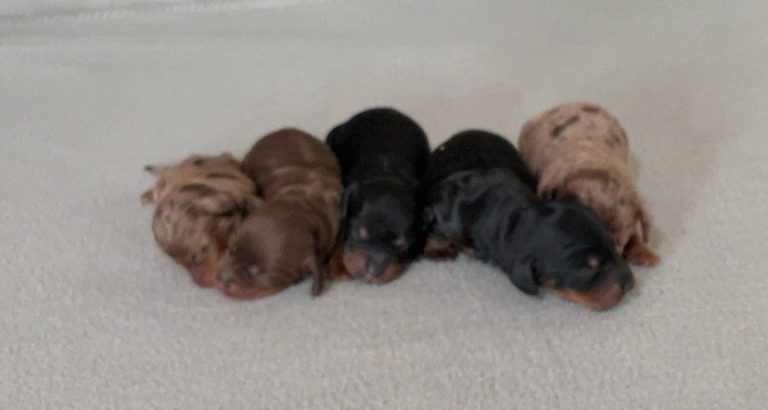 Five tiny newborn puppies lying in a row on a white surface, brown and black colors visible