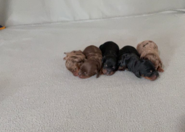 Pergalue-litter- mini dachshund-the puppy lodge