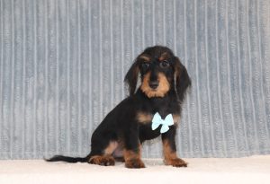 Porter-0725a-puppy-mini-doxidoodle-The-Puppy-Lodge