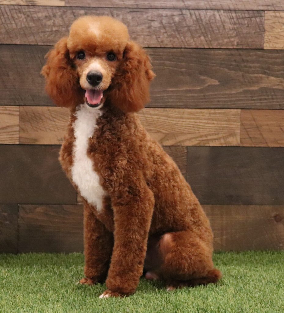 Brown poodle with a white chest sits on green grass, smiling at the camera with a wooden plank background.
