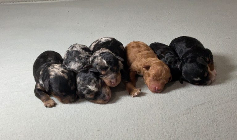blue-girl-litter-the puppy lodge