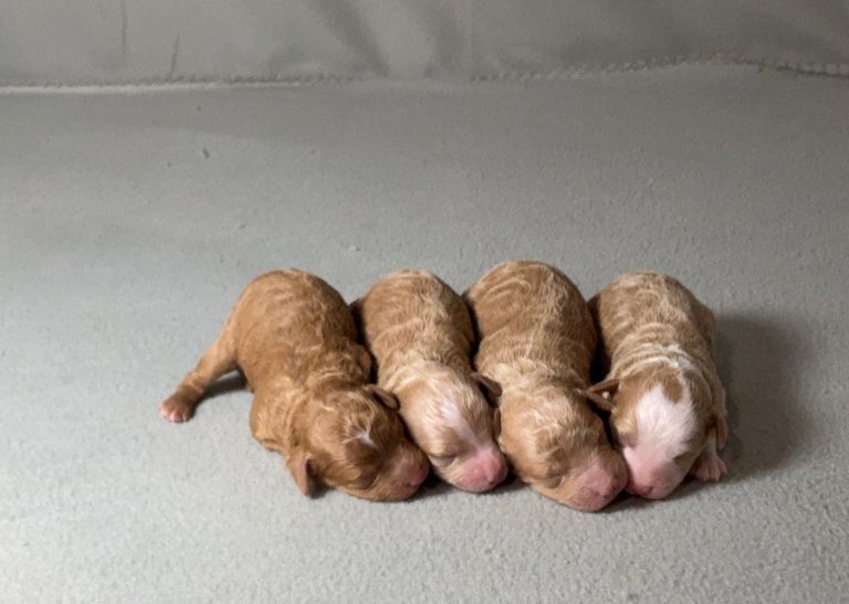 butter-cup-litter mini poodle-the puppy lodge