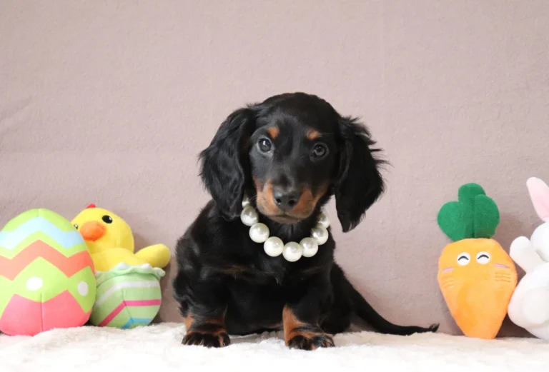 Black and tan dachshund puppy wearing a pearl necklace sits on a white fluffy rug beside colorful plush toys for Easter decoration.