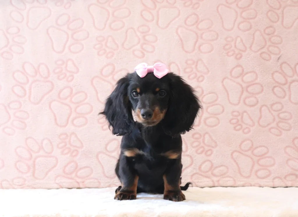 Cute black and tan puppy with a pink bow sits on a pale pink patterned backdrop.