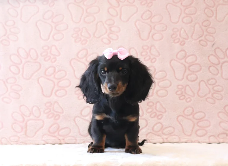 Cute black and tan puppy with a pink bow sits on a pale pink patterned backdrop.