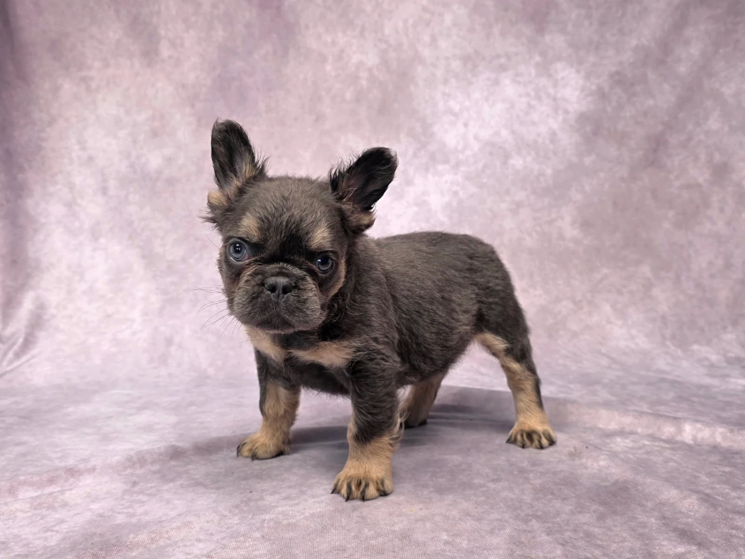 Fluffy Frenchie 1