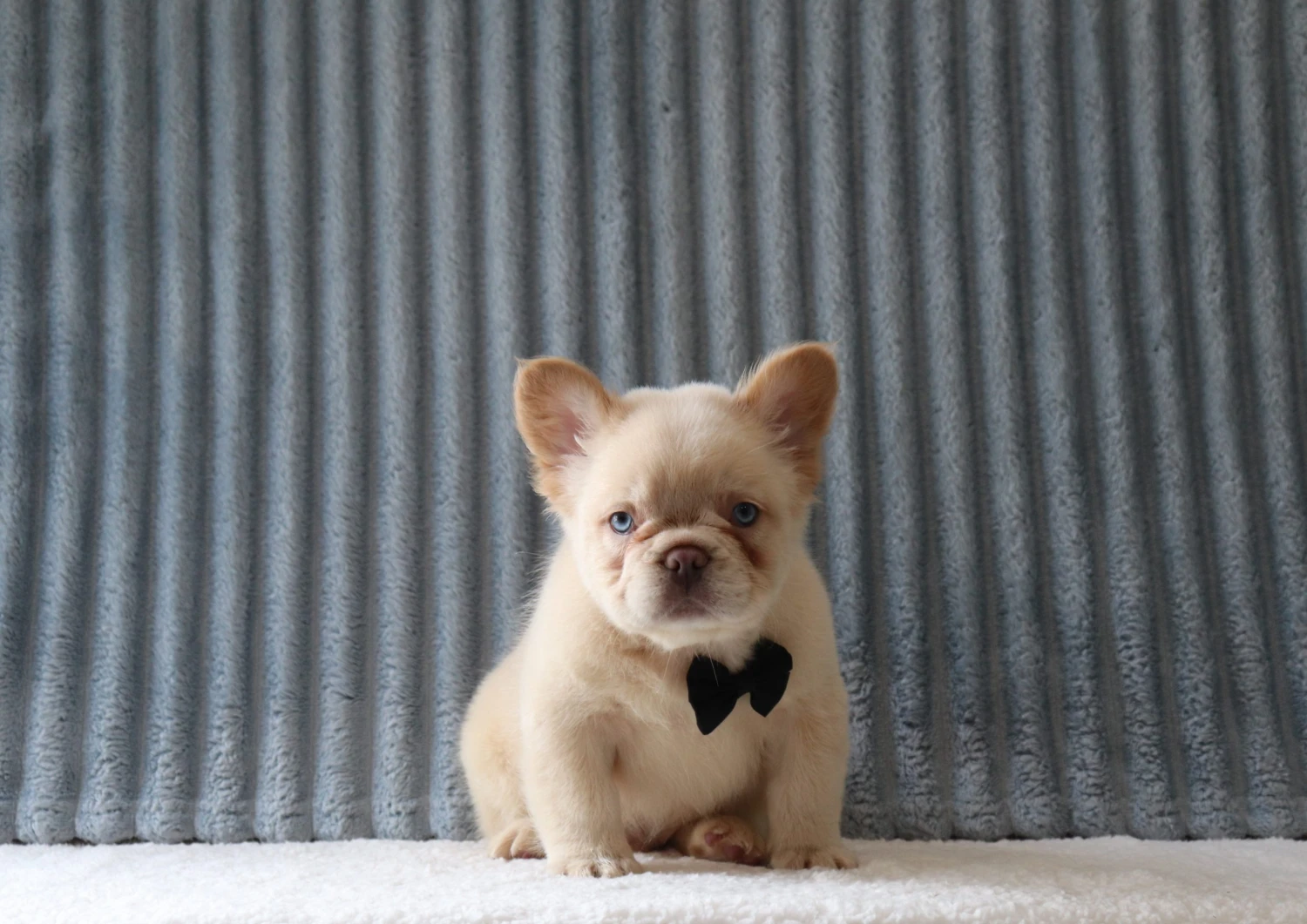 Fluffy Frenchie 10