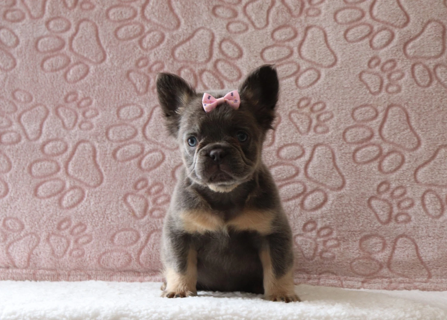 Fluffy Frenchie 11