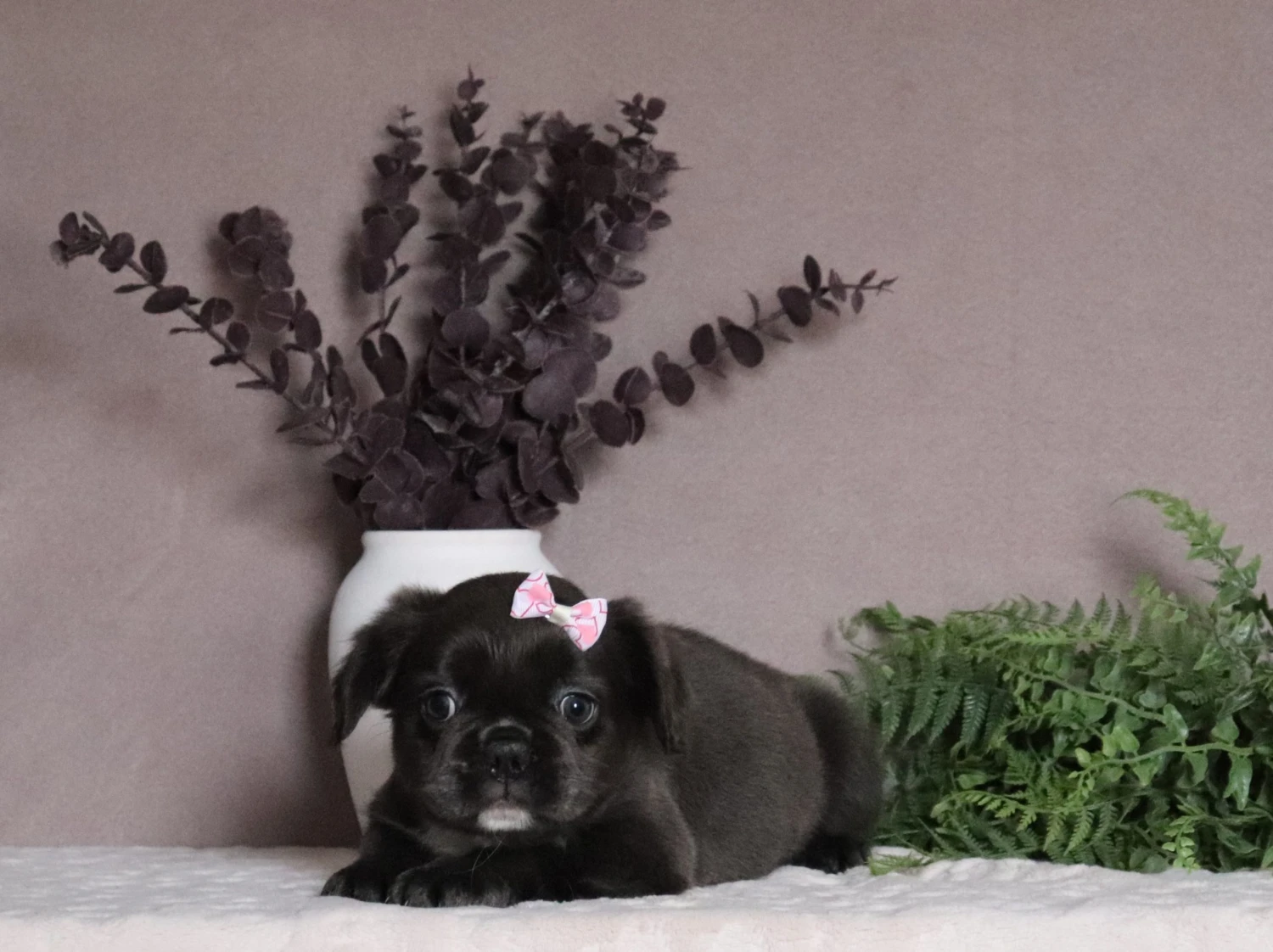 Fluffy Frenchie 13