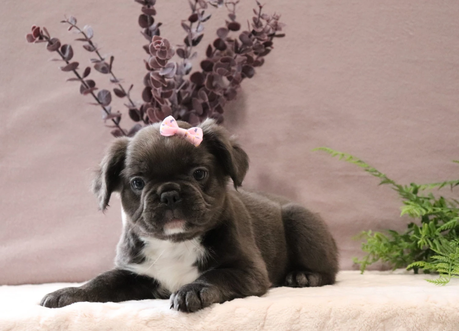 Fluffy Frenchie 14