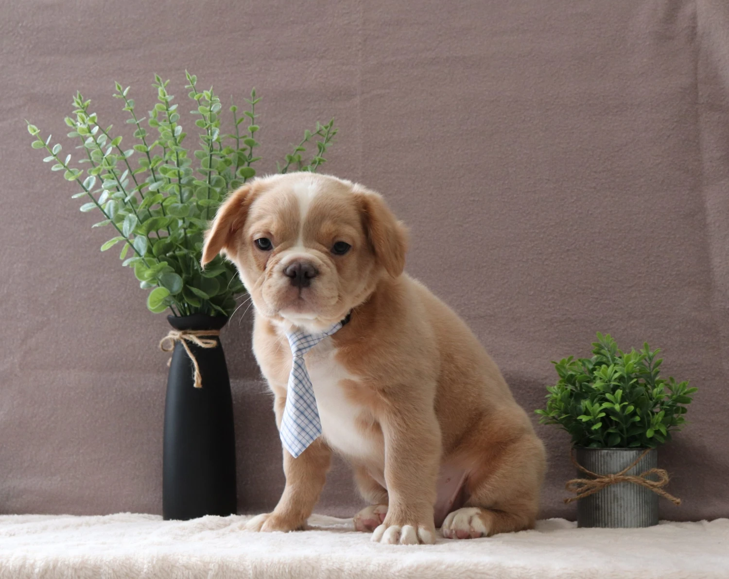 Fluffy Frenchie 2