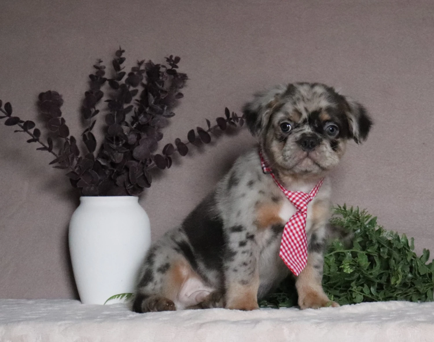 Fluffy Frenchie 3