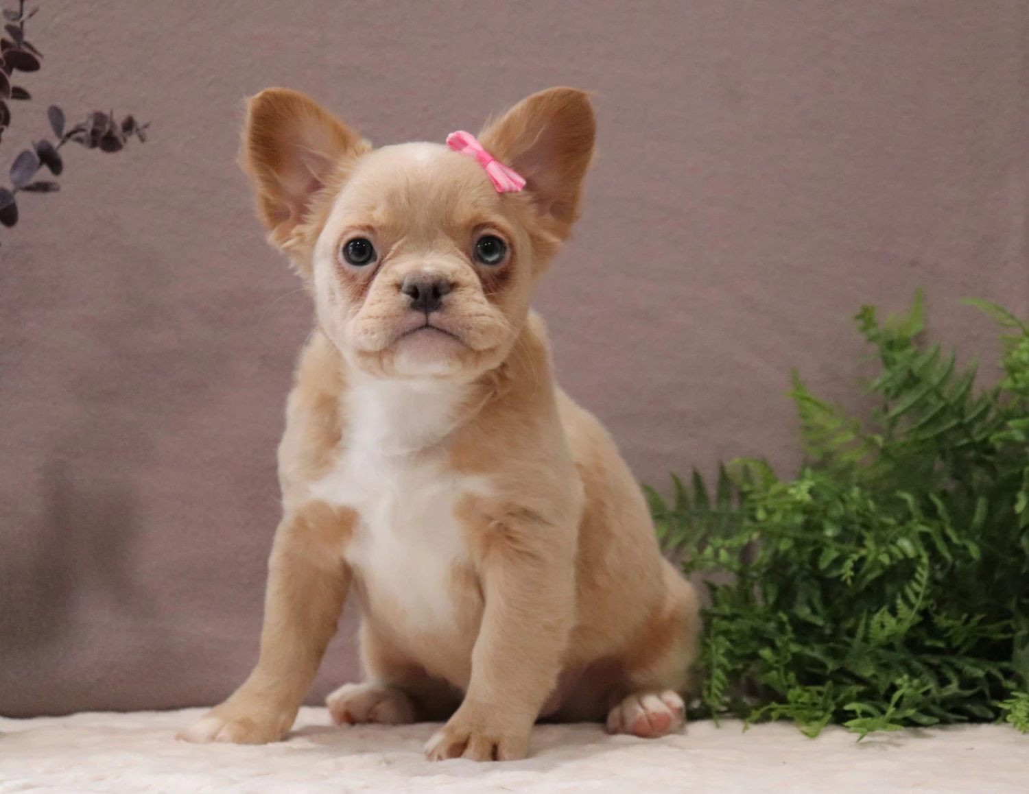 Fluffy Frenchie 4