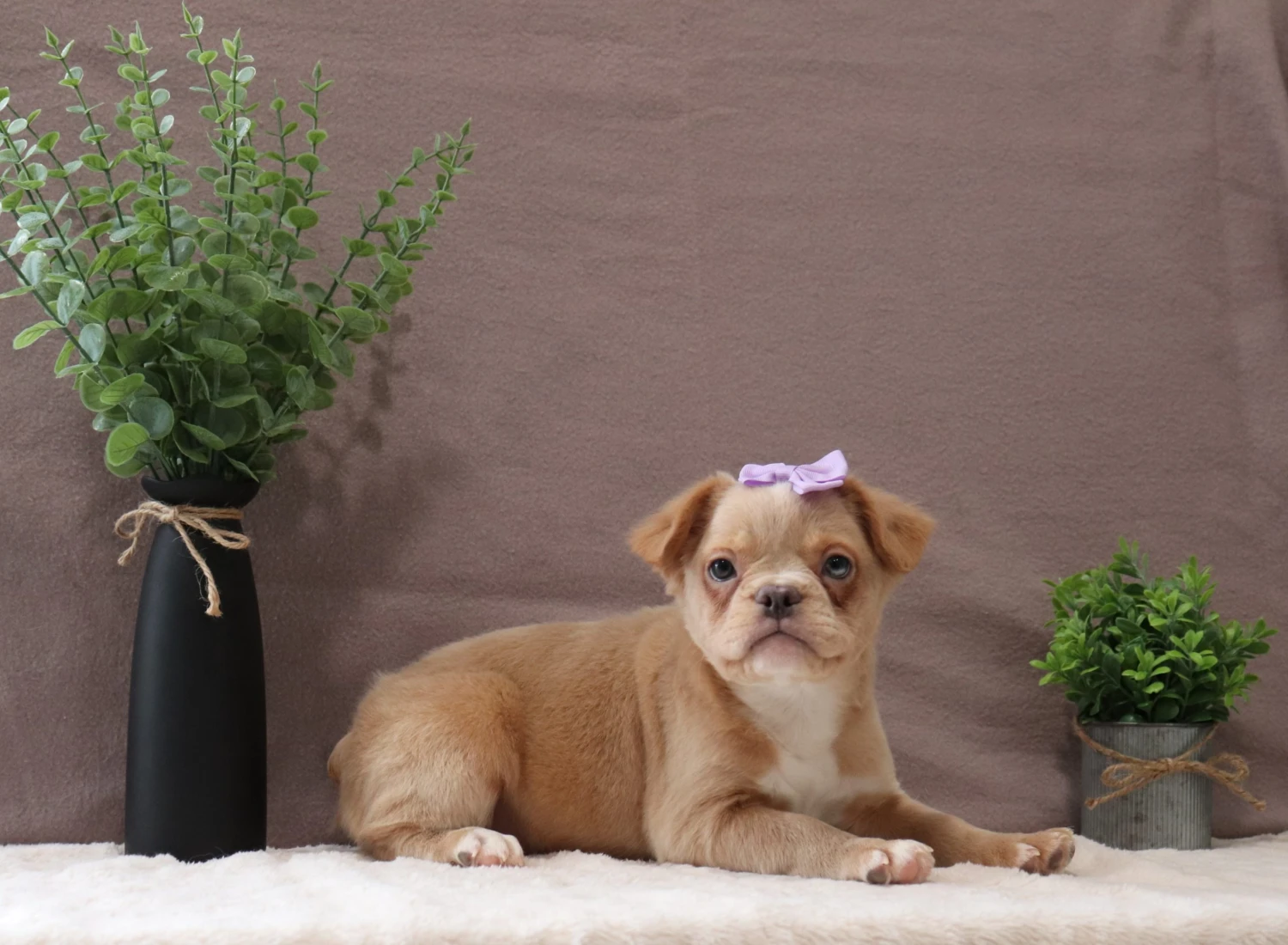 Fluffy Frenchie 5