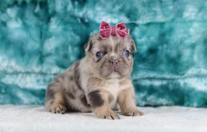 Fluffy Frenchie 6