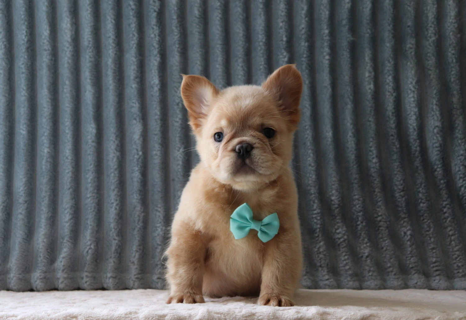 Fluffy Frenchie 7