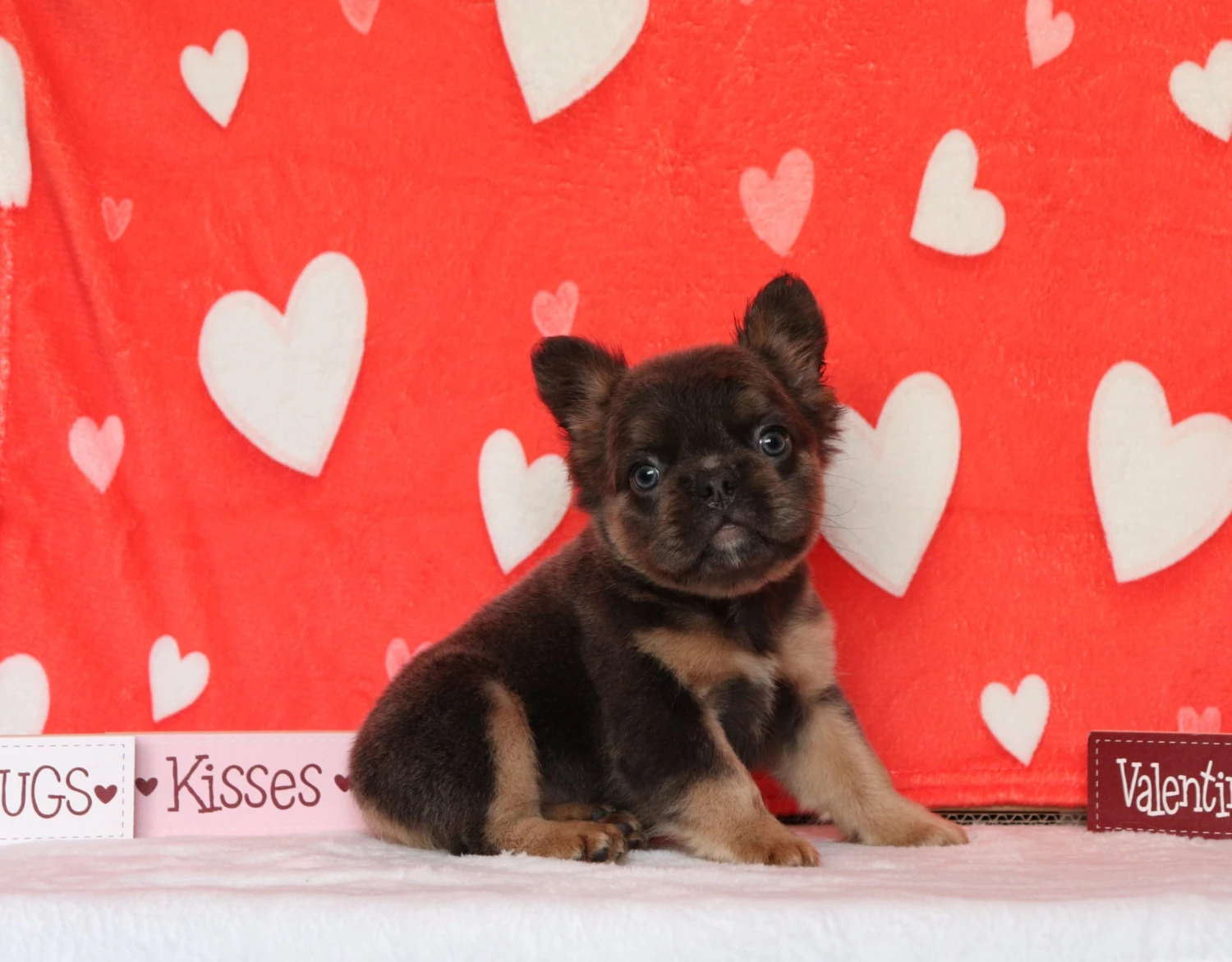 Fluffy Frenchie 8