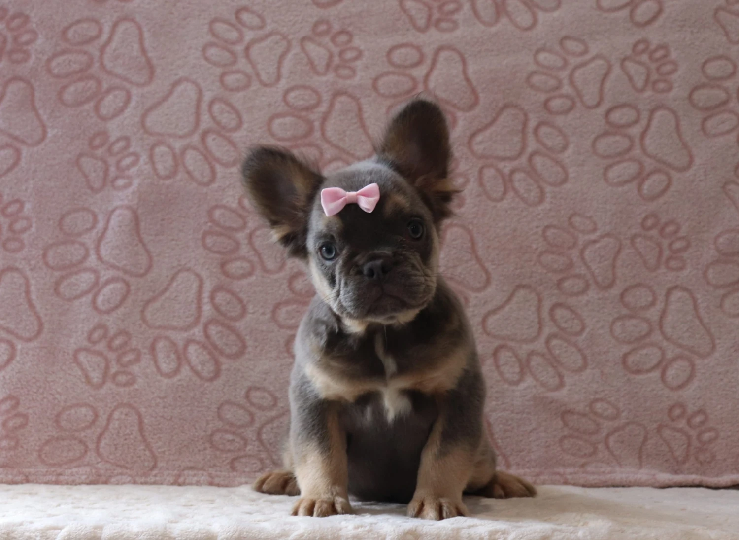 Fluffy Frenchie 9