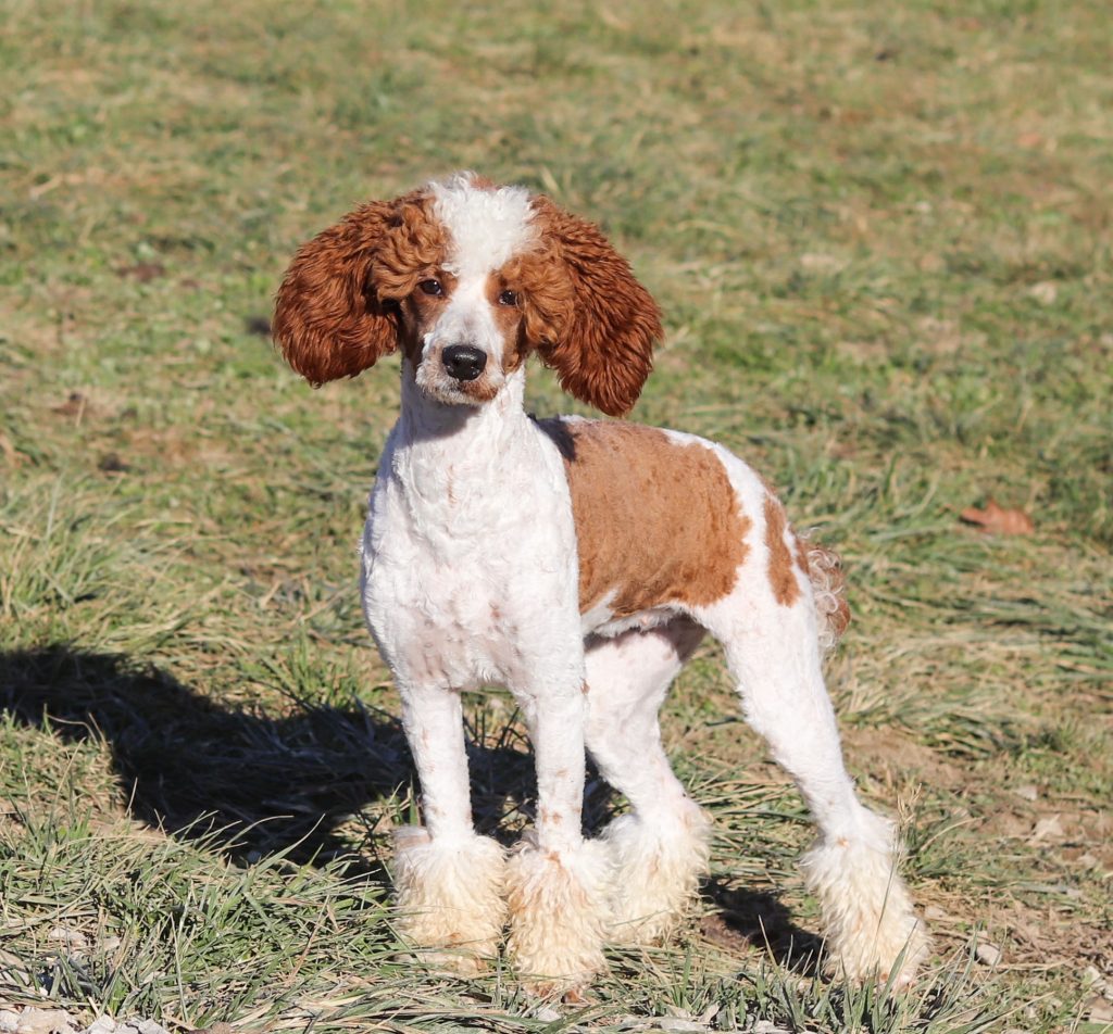 A brown and white curly-haired dog standing in a grassy field, looking at the camera.