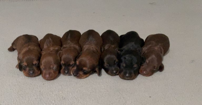 glamorious-litter mini dachshund-the puppy lodge