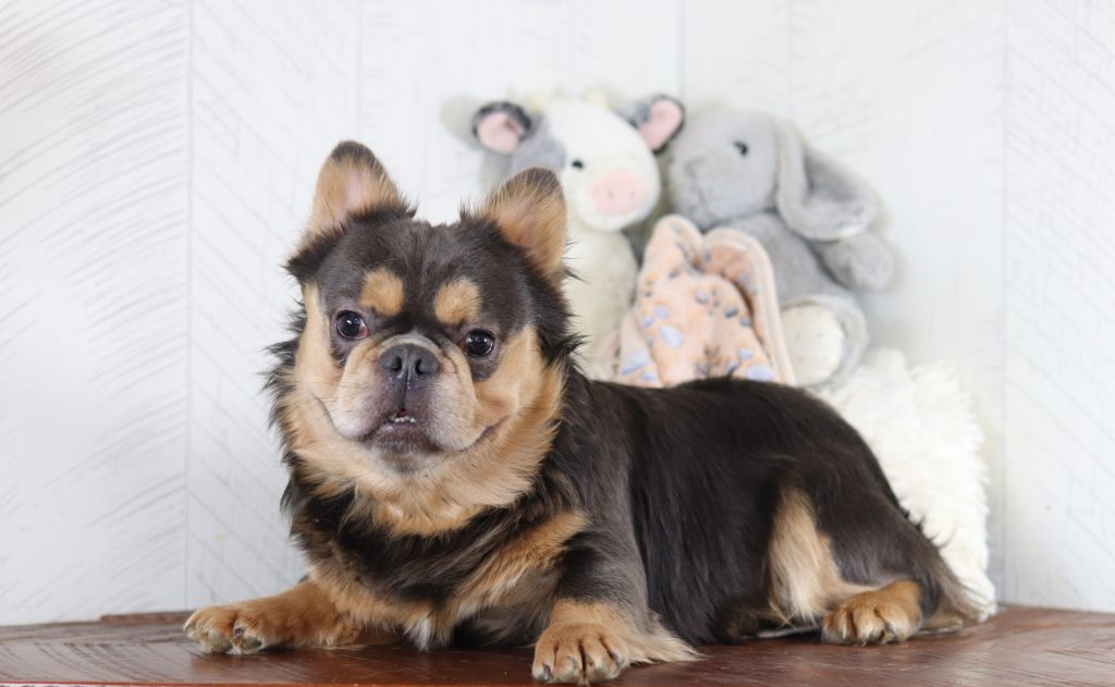 Small brown and black dog sits on a wooden surface with soft stuffed toys in the pale background behind it, including a gray elephant shapeening the scene.