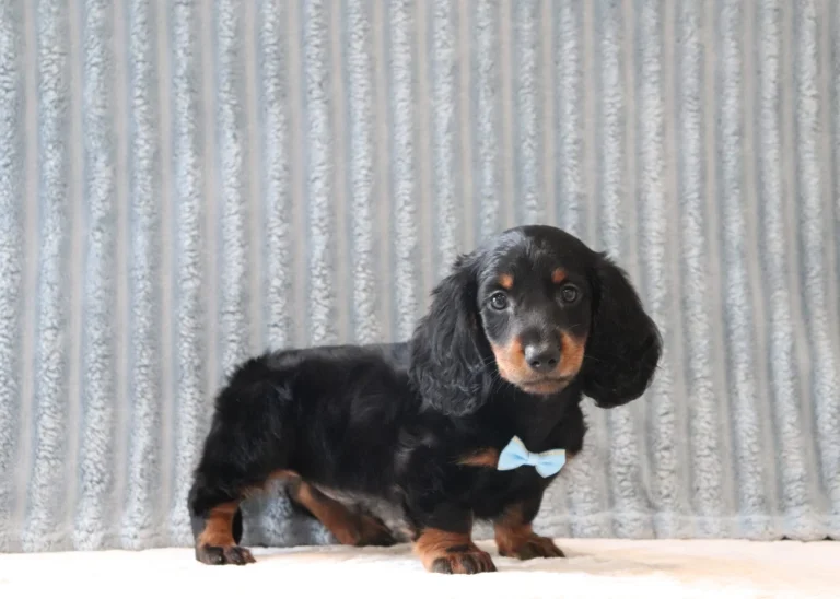 Black and tan dachshund puppy wearing a light blue bow tie, standing on a light surface with a corrugated metal backdrop behind it.