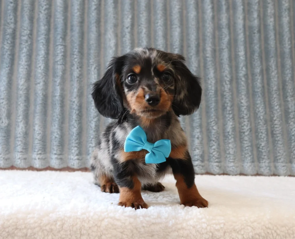Dachshund puppy with a bright blue bow tie standing on a white fluffy rug, against a corrugated metal backdrop.