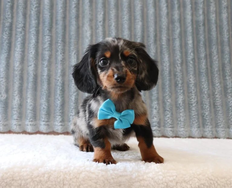 Dachshund puppy with a bright blue bow tie standing on a white fluffy rug, against a corrugated metal backdrop.